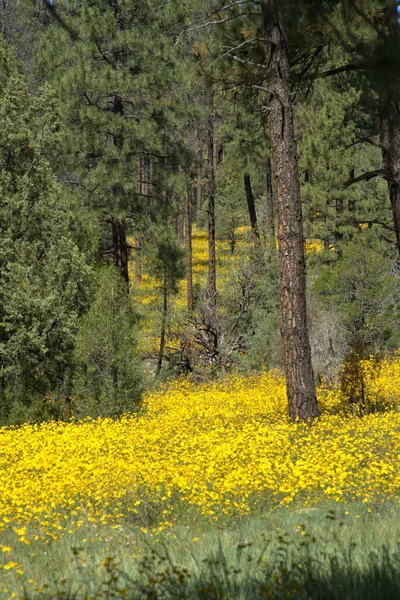 Dağ Çamı Ağaçları etrafını sarmış sarı kır çiçekleriyle