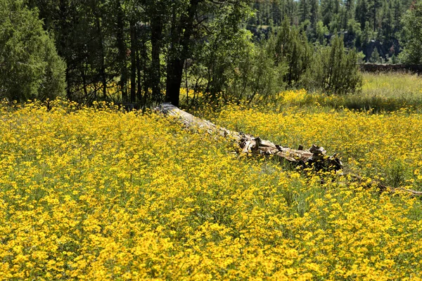 Sarı Dağ Çiçekleri Dağlık Orman 'da düşen bir ağaç gövdesinin etrafında çiçek açıyor