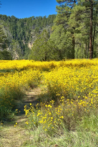 Dağda yürüyüş izleri var. Sarı kır çiçekleri, mavi gökyüzü ve arka planda çam ağaçları.