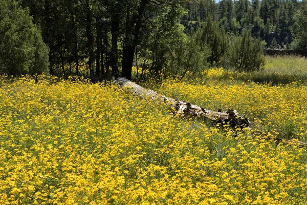 Sarı dağ çiçekleriyle çevrili devrilmiş bir ağacın yakınına.
