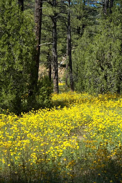 Sarı Dağ Çiçekleri Dağ Ormanı boyunca kıvrılıyor