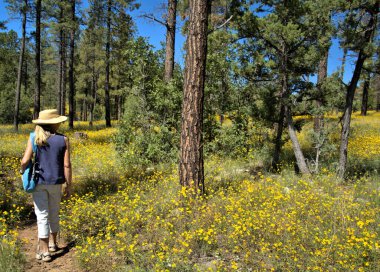 Hasır şapka takan bayan dağ çiçeklerinin çiçek açtığını gösteriyor..
