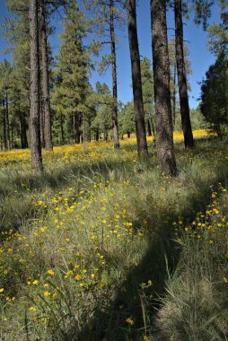 Doğa, yüksek çam ağaçları ve sarı kır çiçekleriyle bir gösteri sergiliyor..