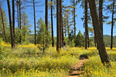 Dağ boyunca yürüyüş yapan bir kadın Çiçekler açmış
