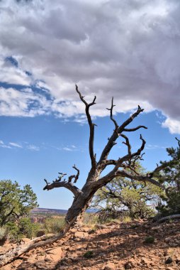 Ponderosa çamı, kozalaklı ve Pinyon-ardıç ormanları Navaho Ulusal Anıtı 'nın yüksek mevkilerinde bulunur.