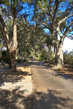 Drive way thru the Historic Bonaventure Cemetery in Savannah, GA. Serene scene with lush vegetation, and Spanish moss.