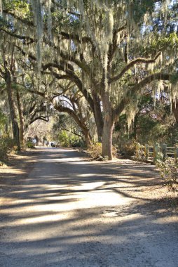 Spanish Moss hanging from live oak trees above a lane in Bonaventure Cemetery