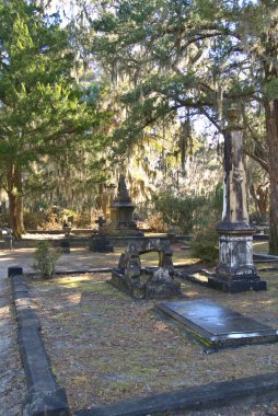 Southern charm of spanish moss hanging from live oaks in the morning sunlight at Bonaventure Cemetery in Savannah, Ga