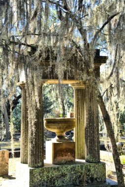 Spanish Moss hanging from live oak trees in the Bonaventure cemetery, surrounding a stone urn in the morning sunlight
