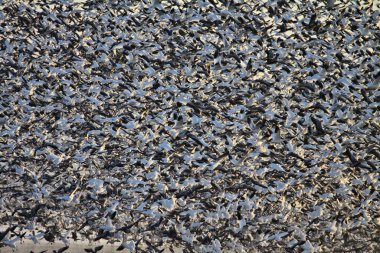 Thousands of migrating Snow Geese taking flight from a lake in SE Nebraska.