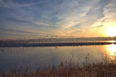 Sunrise on a lake finds migrating Geese taking flight
