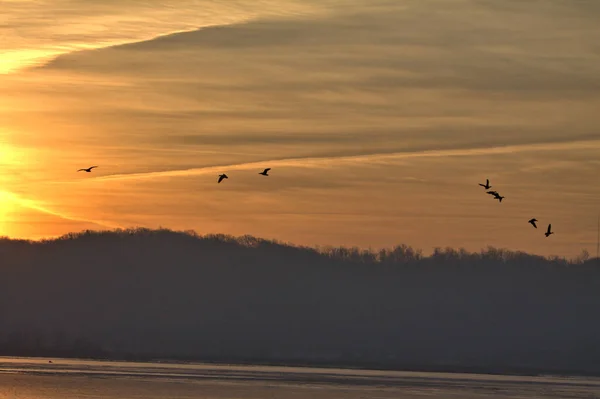 Sunrise brings the geese into the skies in search for food