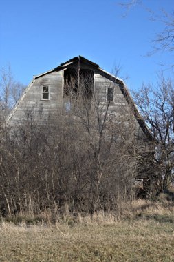 Huge old weathered Barn with the hay loft door missing surrounded by brush and trees in the morning sunlight.