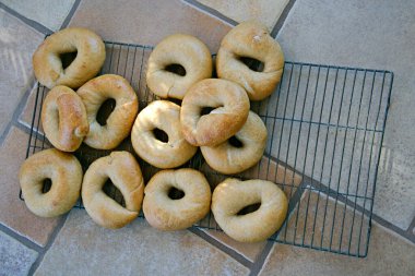 Sourdough Bagels freshly out of the oven laid on cooking racks on a tile floor to cool them in time for breakfast