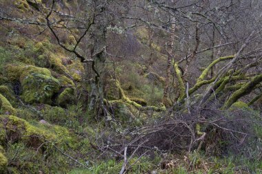 Aboyne AB34 5NB, Birleşik Krallık 'taki Burn O' Vat 'da yürüyüş parkurunda.