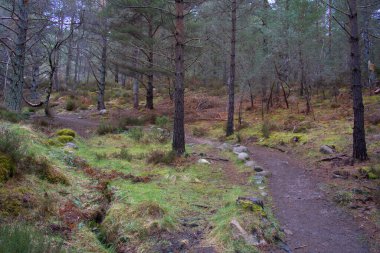 Aboyne AB34 5NB, Birleşik Krallık 'taki Burn O' Vat 'da yürüyüş parkurunda.