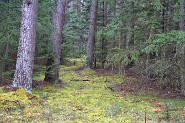 Balmoral Kalesi 'nin tepesinde ağaç tepeleriyle çevrili bir kule.