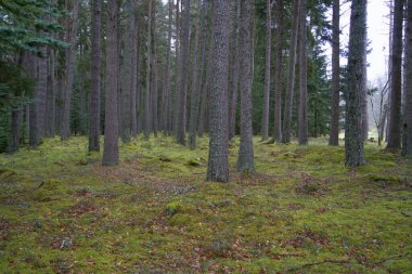 Balmoral Kalesi 'nin tepesinde ağaç tepeleriyle çevrili bir kule.