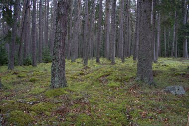 Balmoral Kalesi 'nin tepesinde ağaç tepeleriyle çevrili bir kule.