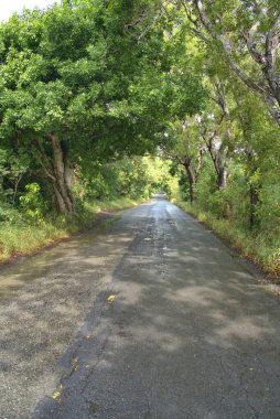 St Croix bölgesindeki yağmur ormanı maun ağaçları, kapok (ipek-pamuk) ağaçları, terebentin (kırmızı huş ağacı) ağaçları, samaan (yağmur) ağaçları ve her türlü eğreltiotu ve üzümle doludur..