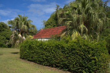 Üzerinde mavi gökyüzü olan paslı metal çatı ve yemyeşil bitki örtüsü ve beyaz binayı çevreleyen palmiye ağaçları..