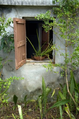 Penceresinde bir saksı olan, yemyeşil çalılar ve küçük bir kertenkele ile çevrili bir taş binanın kepenğini aç.