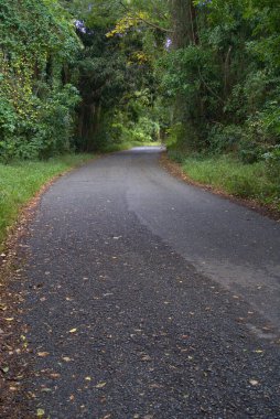 Dar yol ağaç eğrisinden geçiyor.