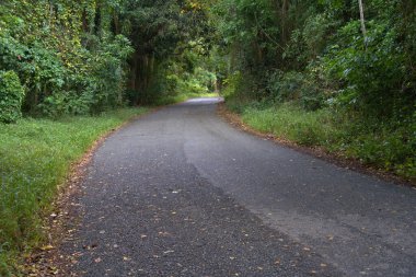 St. Croix adasındaki ağaç kavşağına giden dar yol.