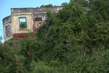 Meyve dolu ev yapımı hindistan cevizi ağacı