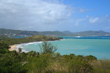 Meyve dolu ev yapımı hindistan cevizi ağacı