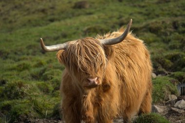 İskoçya 'nın kanatları Skye Adası' nda hüküm sürüyor.