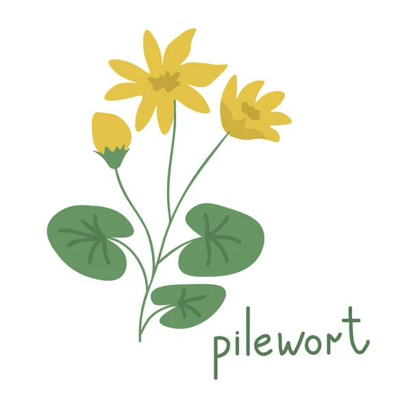 Isolated Vector Plant Pilewort Flower — Stock Vector