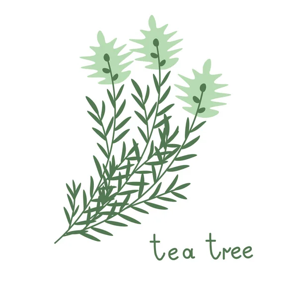 Tea Tree Vector Branch Illustration — Stock Vector