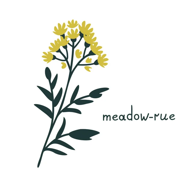Meadow Rue Yellow Simple Vector Illustration — Stock Vector