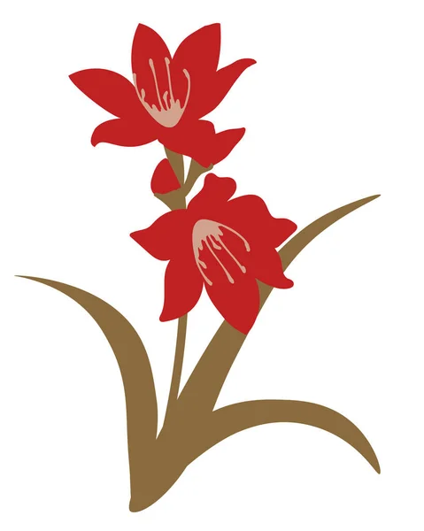Ilustracja Izolowanego Wektora Kwiatu Valloty — Wektor stockowy