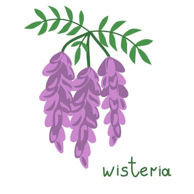 Wisteria isolated vector plant branch clipart