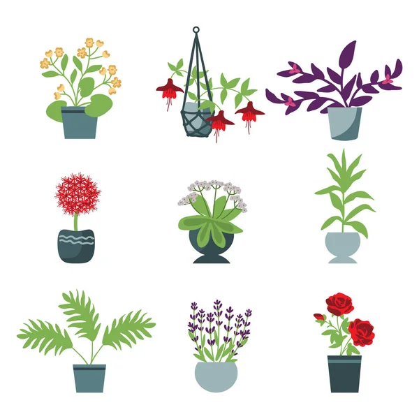 House Plants Vector Isolated Set — Stock Vector