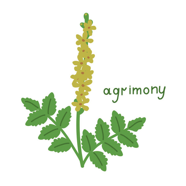 Isolated vector flower agrimony illustration