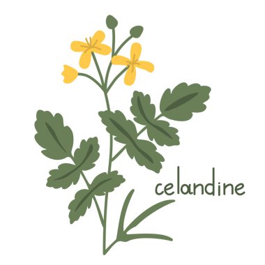 Celandine vektör dekoratif çiçek çizimi