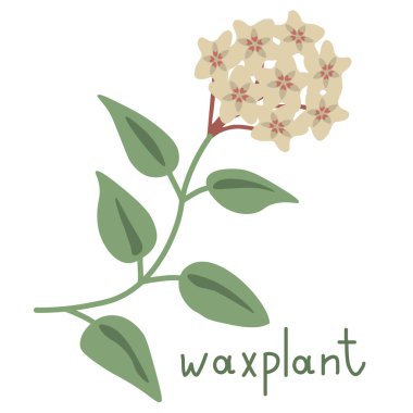 Waxplant vektörü çiçek çizimini izole etti