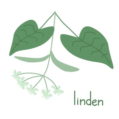 Kusursuz ıhlamur süsleme vektör bitkisi