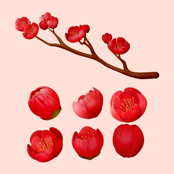 花の枝を含む中国の赤い梅の要素と3Dイラストで花芽の6つの異なる角度 — ストックベクタ