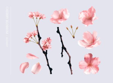 Illustration of cherry blossom element set. Including sakura flower blooming on branch, flowers, petals and flower stamen isolated on lavender background