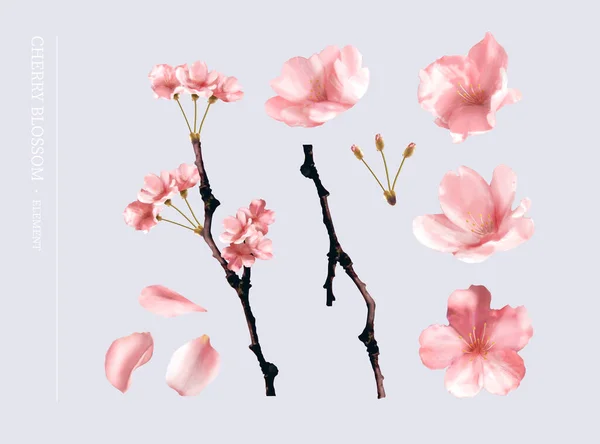 Illustration Cherry Blossom Element Set Including Sakura Flower Blooming Branch — 스톡 벡터