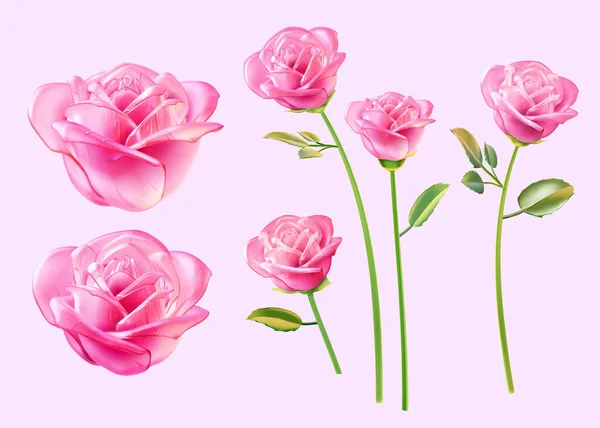Illustrazione Fiore Vetro Rosa Fiorito Gambo Verde Con Fiori Foglie — Vettoriale Stock