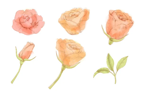 Illustration Style Gravé Main Rose Élément Fleur Ensemble Compris Les — Image vectorielle