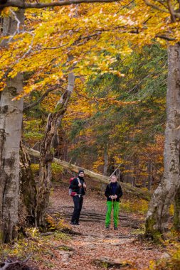 Sonbahar ormanlarında yürüyüş yapan yetişkin turistler Slovak Mala Fatra dağlarında çekilen fotoğraflar, Biely Potok 'tan Maly Rozsutec' e giden yol