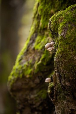 Slovak Mala Fatra dağlarında Biely Potok 'tan Maly Rozsutec' e güzel bir yol. Güneşli sonbahar manzarası.