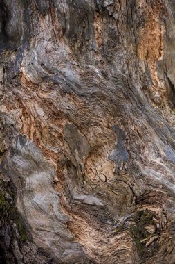 Slovak Mala Fatra dağlarında Biely Potok 'tan Maly Rozsutec' e güzel bir yol. Güneşli sonbahar manzarası.