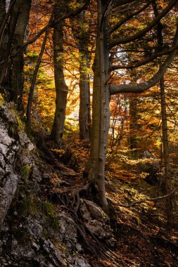 Slovak Mala Fatra dağlarında Biely Potok 'tan Maly Rozsutec' e güzel bir yol. Güneşli sonbahar manzarası.